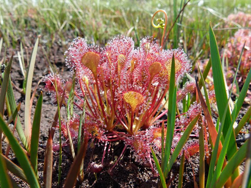 Drosera eloisiana beleziana sundew