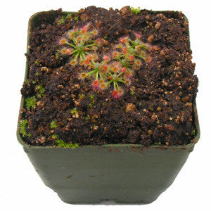 Drosera helodes sundew