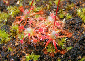 Drosera helodes sundew