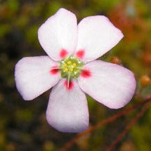 Drosera helodes sundew