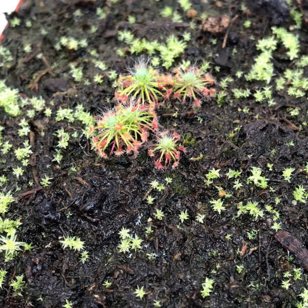 Drosera sargentii sundew