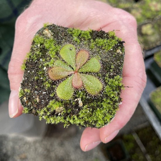 Drosera tubaestylis sundew