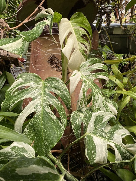 【得価爆買い】Varigated Monstera Borsigana white tiger 観葉植物