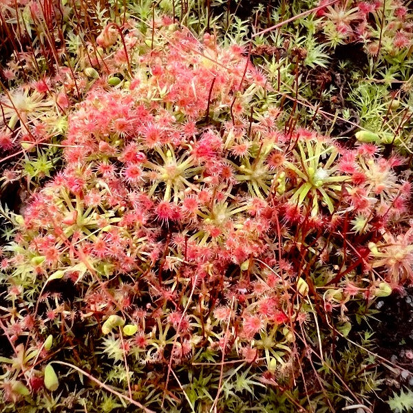 Drosera micrantha sundew