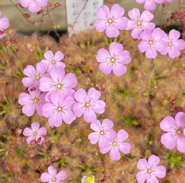 Drosera omissa x pulchella sundew