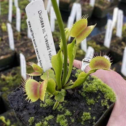 Dionaea Crested Petiole