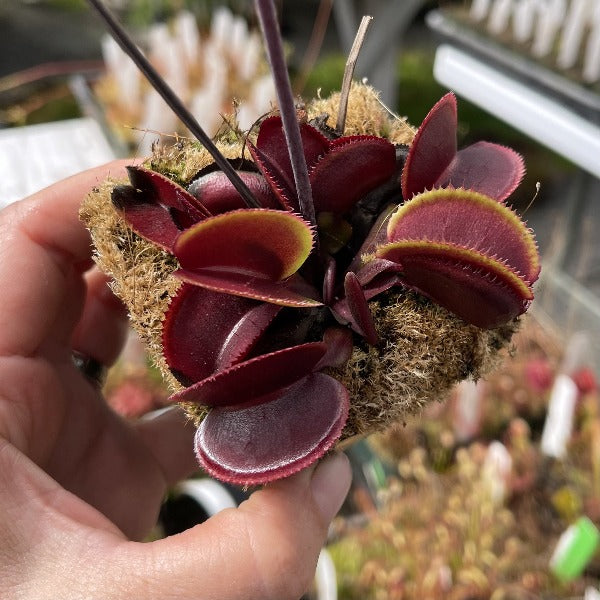 Dionaea Red Microdent