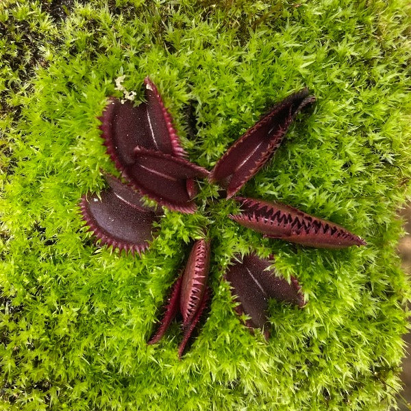 Dionaea Crimson Sawtooth