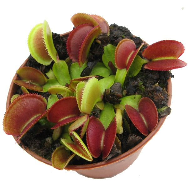 How to Care for a Venus Fly Trap in 2024