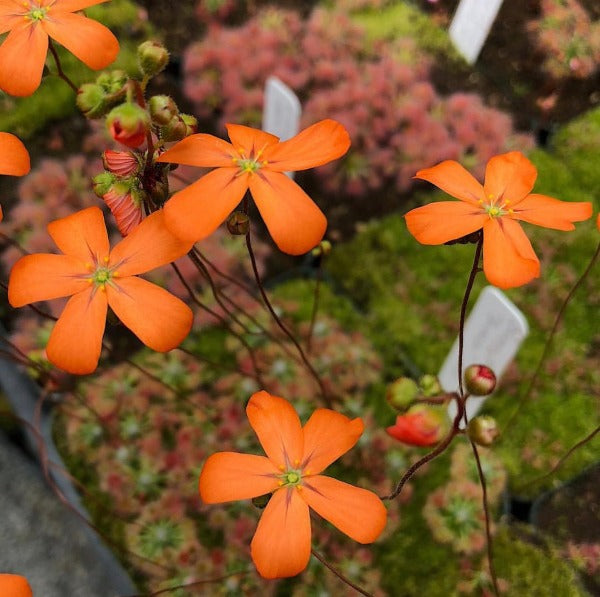 Drosera leucoblasta sundew