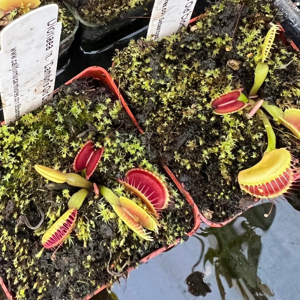 Dionaea Damons Old Clone