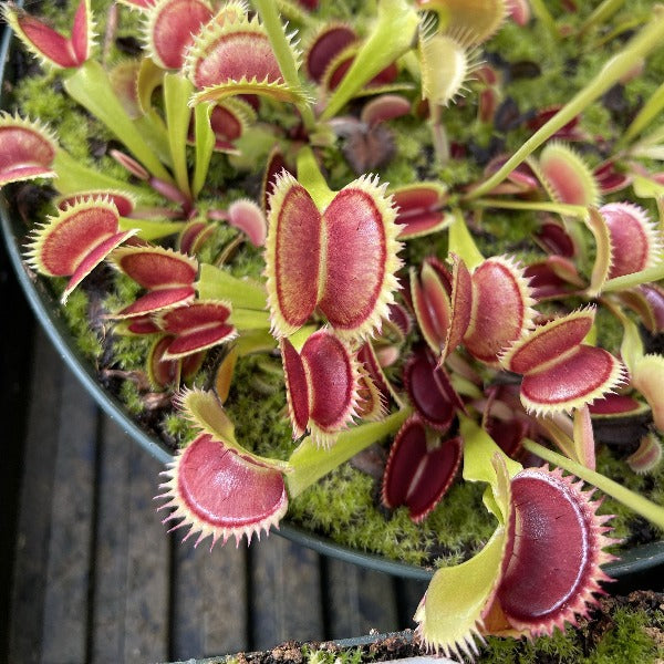 Dionaea Brutal Shark