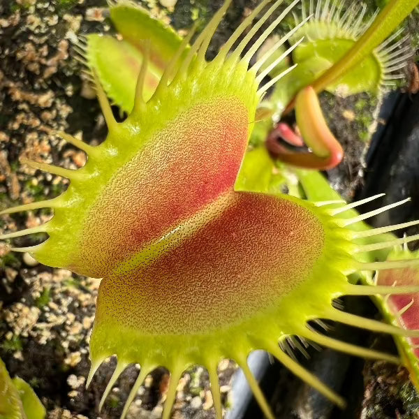 Dionaea m. Orango Venus Flytrap