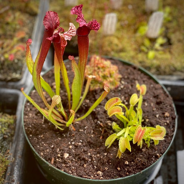 carnivorous pitcher plants