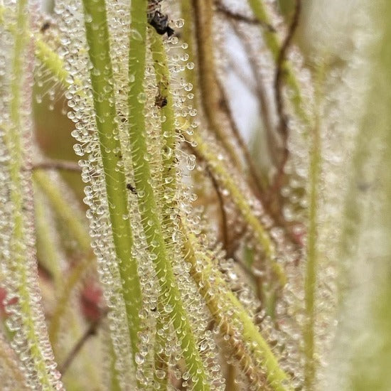 Drosera tracyi Bruce Fl Sundew