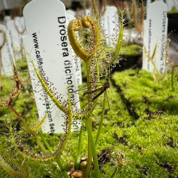 Drosera dichotoma T-Form Sundew