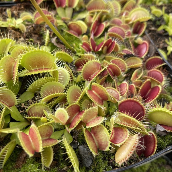 dionaea B-52 x Ginormous