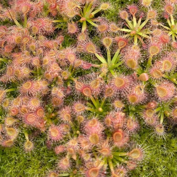 Drosera omissa x pulchella sundew