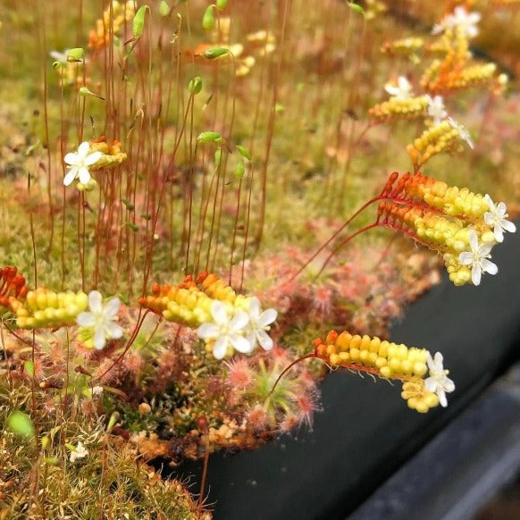 Drosera paleacea giant sundew