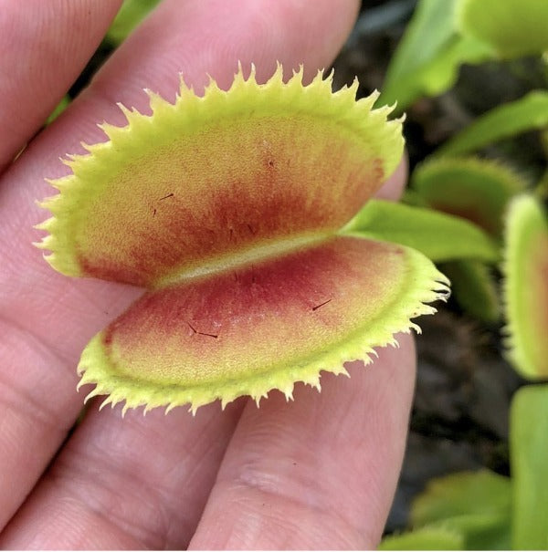 Dionaea Brutal Shark