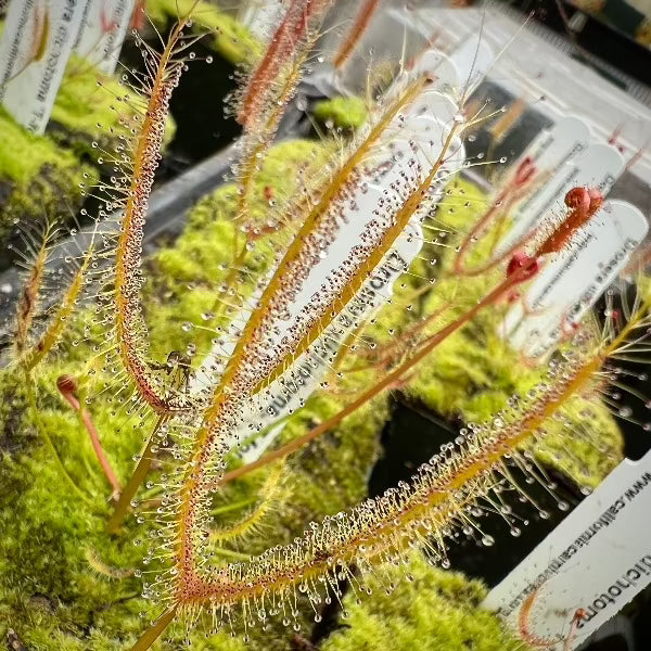 Drosera dichotoma T-Form Sundew