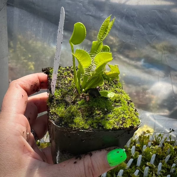 Dionaea G-14 Dirk Ventham’s Giant