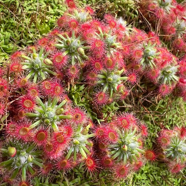 Drosera Dorks Pink sundew