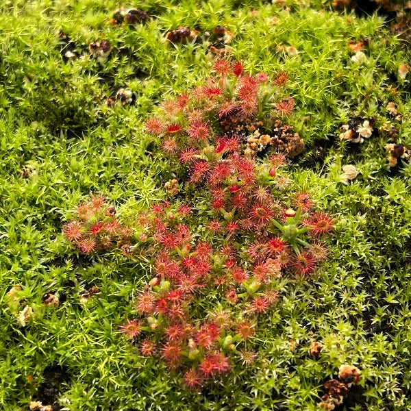 Drosera roseana sundew