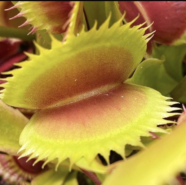 Dionaea Flaming Lips