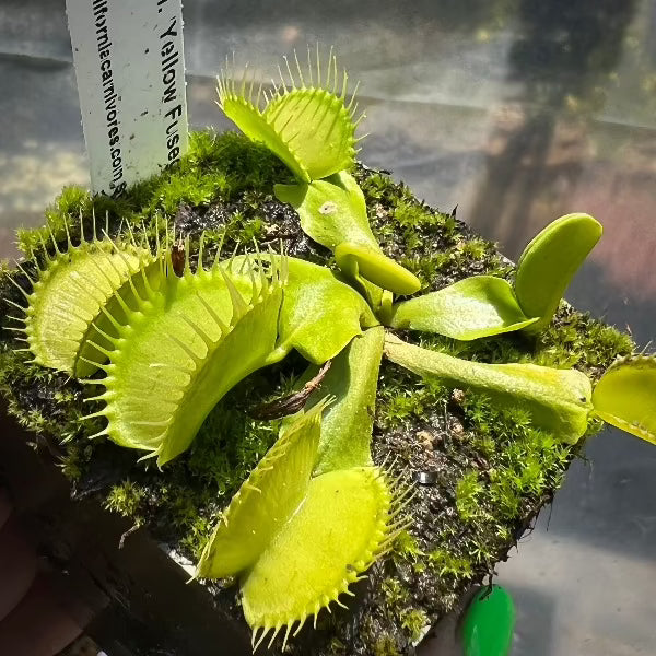 Dionaea Yellow Fused Tooth