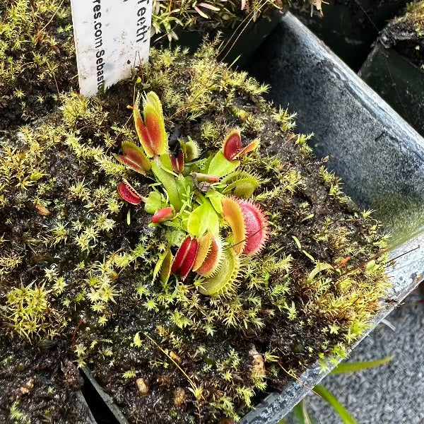 Dionaea Shark Teeth