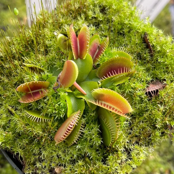 Dionaea Sandokan