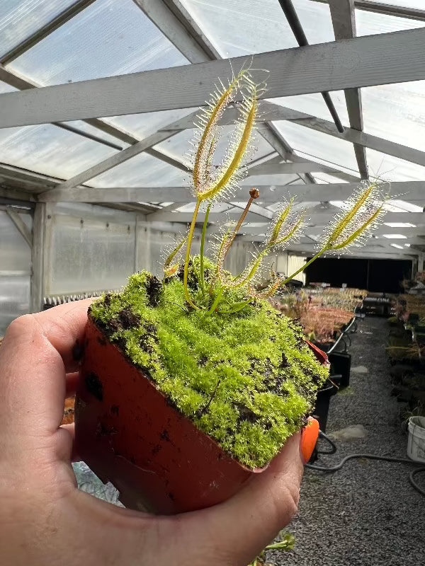 Drosera dichotoma T-Form Sundew