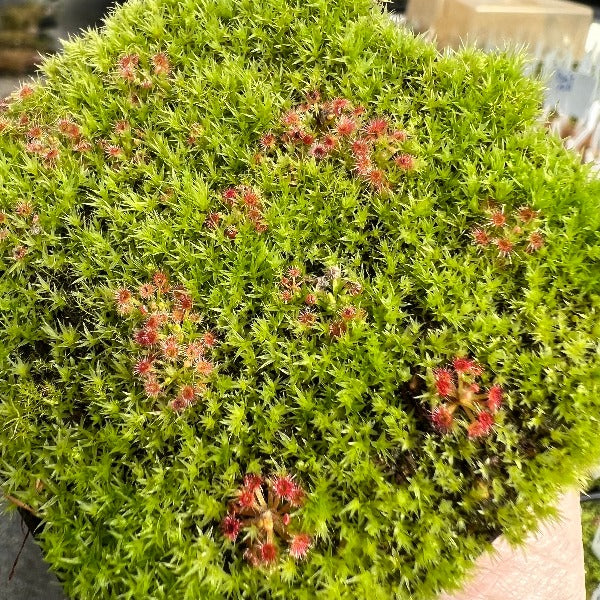 Drosera micrantha sundew