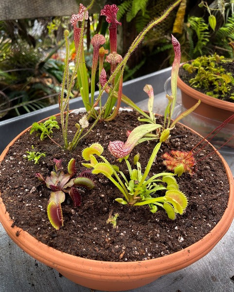Venus Fly Trap Carnivorous Plants for sale in Mountain View, California, Facebook Marketplace