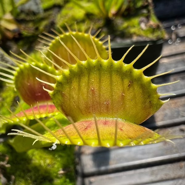 Dionaea G-14 Dirk Ventham’s Giant