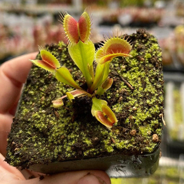 Dionaea Flaming Lips