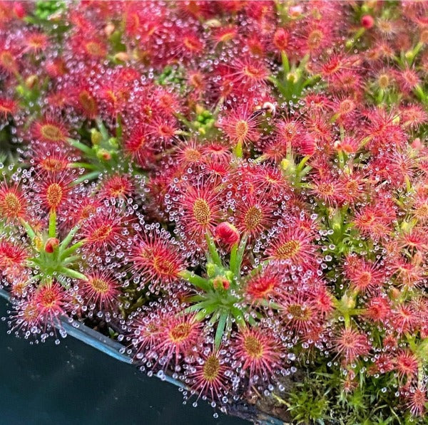 Drosera roseana sundew