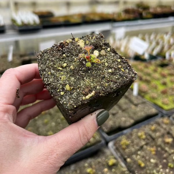 Drosera rupicola Orange sundew