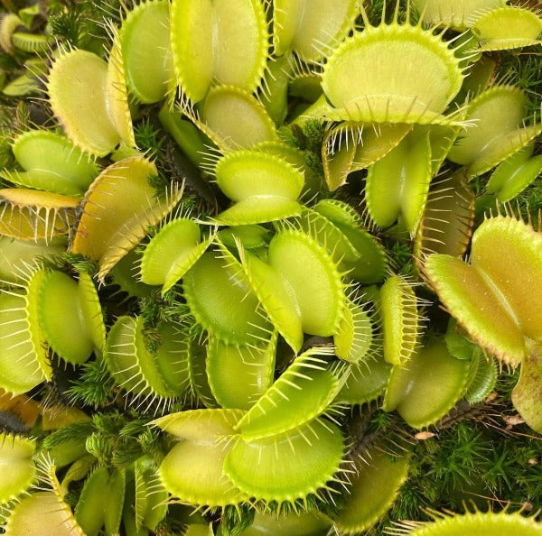 Dionaea gremlin