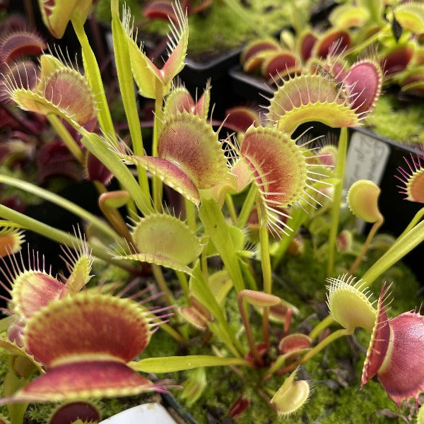 Dionaea Lips and Lashes